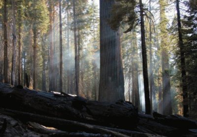 light through trees