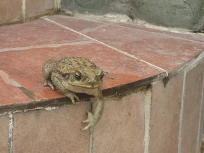 Rana- Zamora - Ecuador