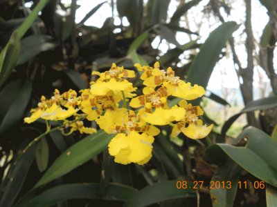 orquidea