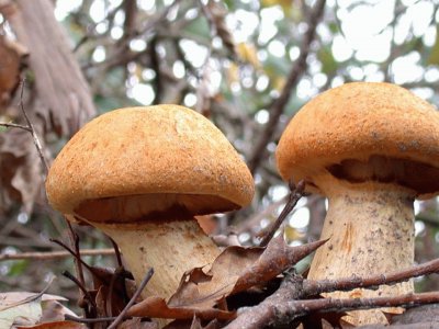 Gymnopilus Spectabilis