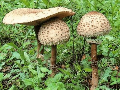 Macrolepiota Procera - Parasol