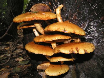 Pholiota Aurivella