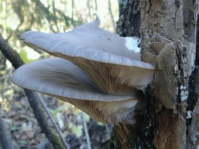 Pleurotus Ostreatus