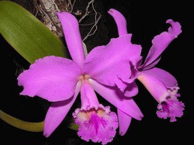 OrquÃ­dea Cattleya Labiata