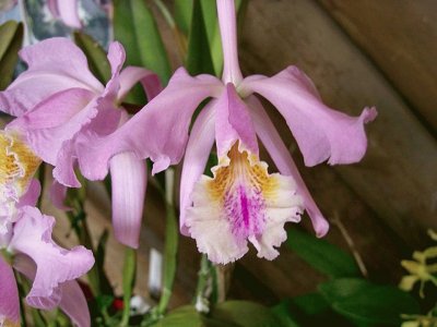 OrquÃ­dea Cattleya Mossiae