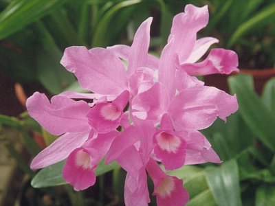 OrquÃ­dea Guaria Morada