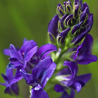 Vibrant Purple Flowers