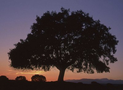 sierra de Ayllon , Guadalajara , EspaÃ±a