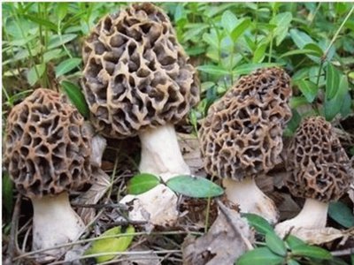 Morchella Conica