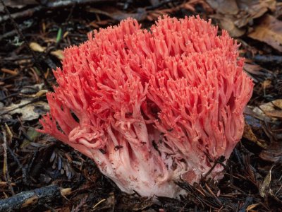 Ramaria Araiospora