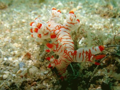 Nudibranquios  Bornella - Indonesia