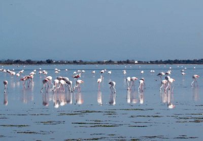 Fenicotteri in Camargue