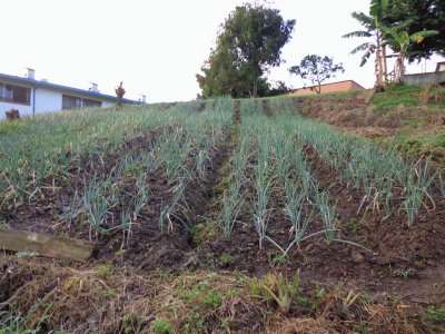 huerta casera