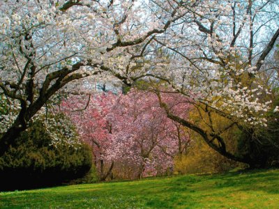 cherry blossoms