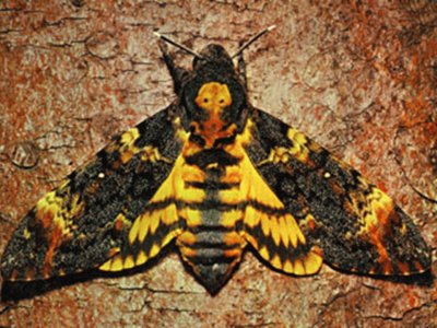 Mariposa Esfinge de la Calavera