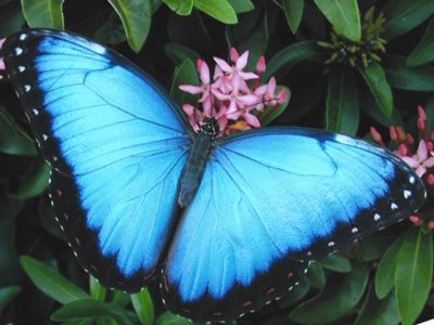 Mariposa Azul