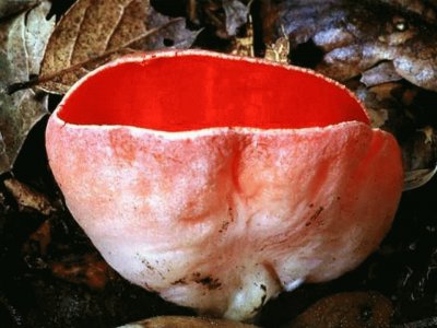 Sarcoscypha Coccinea