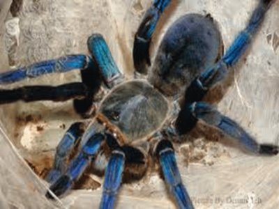 Tarantula Cobalt Blue