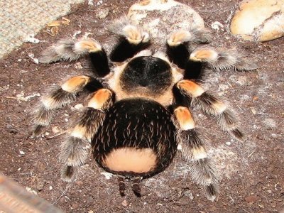 Tarantula Hembra