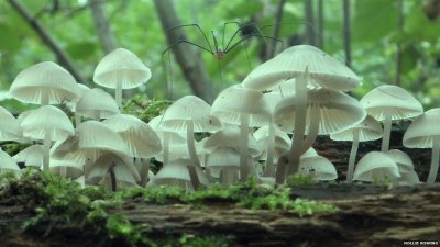 MURGAÃ‘O SOBRE HONGOS