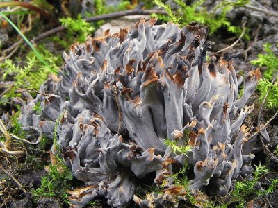 Clavulina Cinerea