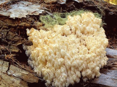 Hericium Abietis