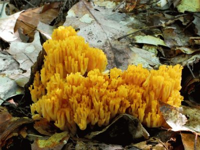 Ramaria Aurea