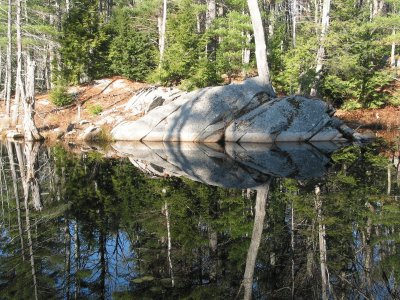 beaver pond