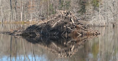 beaver lodge