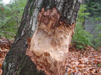 beavers at work