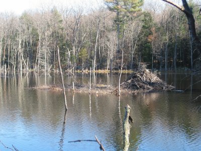 beaver pond