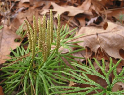 ground cedar