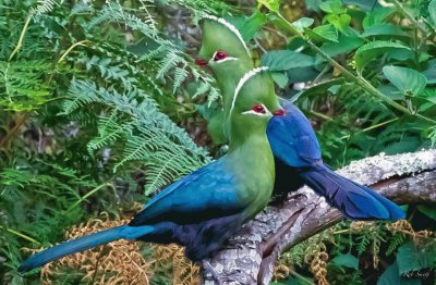 pareja de pajaros