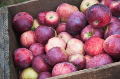 harvest time for apples