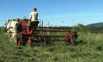 draft horse tilling