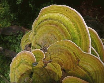 Bracket Fungi, or Shelf Fungi