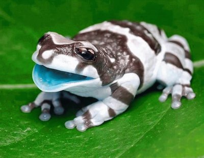 amazon milk frog