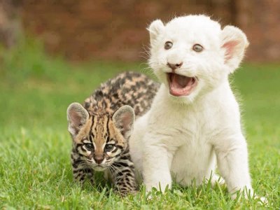 baby lion and ocelot