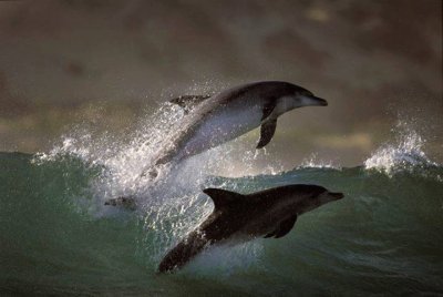 dolphins