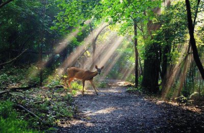 sunlight on the path