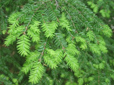 hemlock