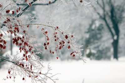 winter berries