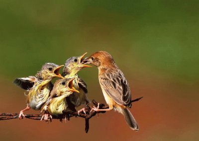 mama Colibri