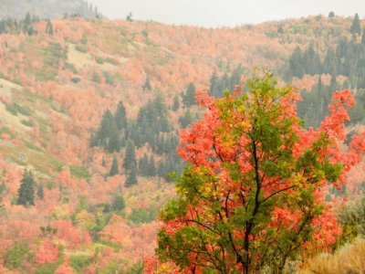 fall in Wyoming