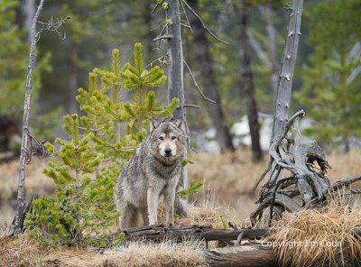 Yellowstone wolf