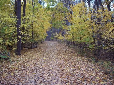 a walk in the fall