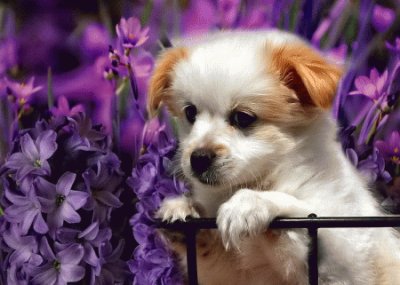 Adorable Puppy in the Purple Flowers