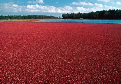 cranberries