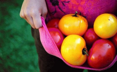 tomatoes from the garden