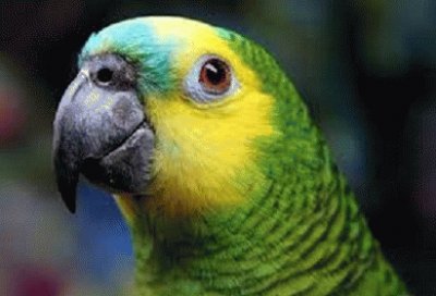 parrot